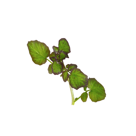 Kırmızı Su Teresi